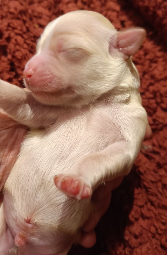 Coeur de masaï - Chiot disponible  - Bichon Havanais