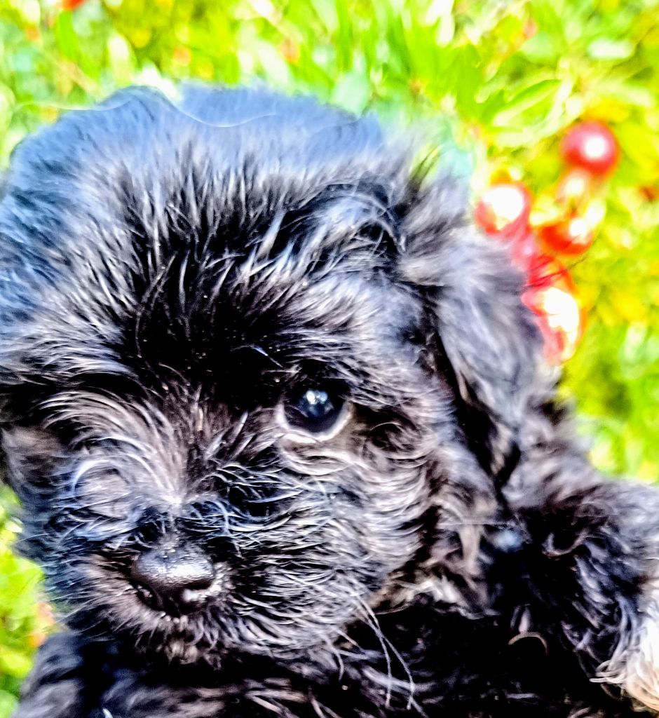 Coeur de masaï - Chiot disponible  - Bichon Havanais