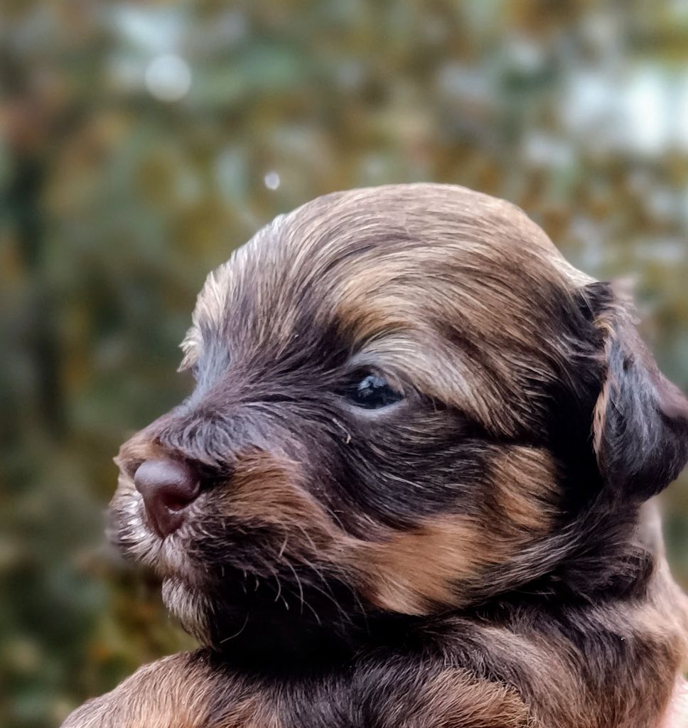 Coeur de masaï - Chiot disponible  - Bichon Havanais