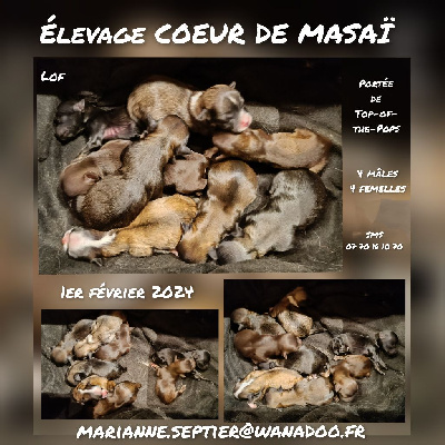 Coeur de masaï - Bichon Havanais - Portée née le 01/02/2024