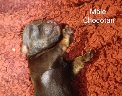 MALE CHOCOLAT TAN