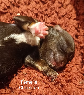 CHIOT FEMELLE Chocolat Tan