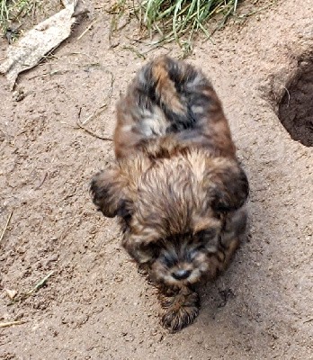 CHIOT femelle couleur fauve charbonné 