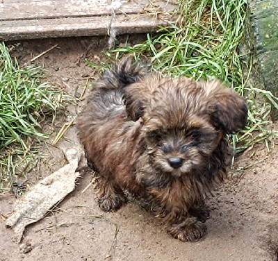 CHIOT femelle couleur fauve charbonné 