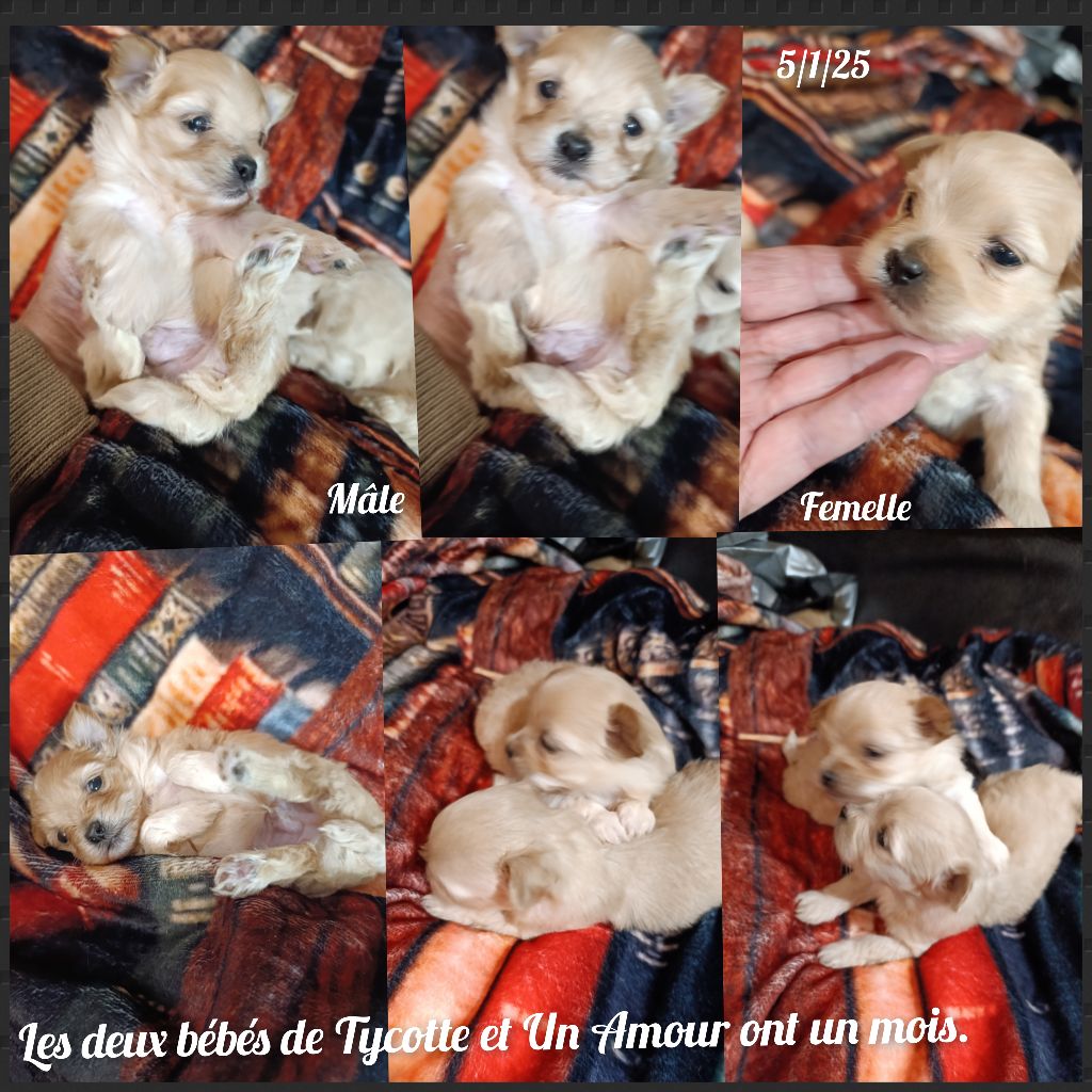 chiot Bichon Havanais Coeur de masaï