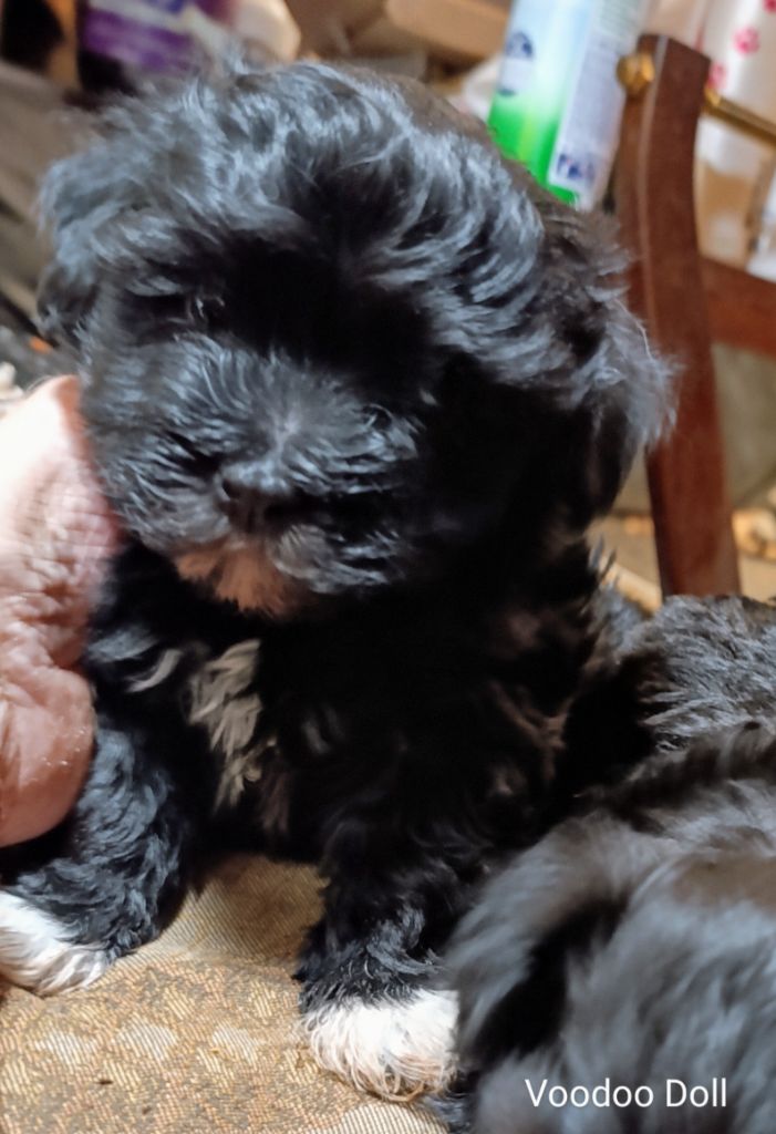 Coeur de masaï - Chiot disponible  - Bichon Havanais