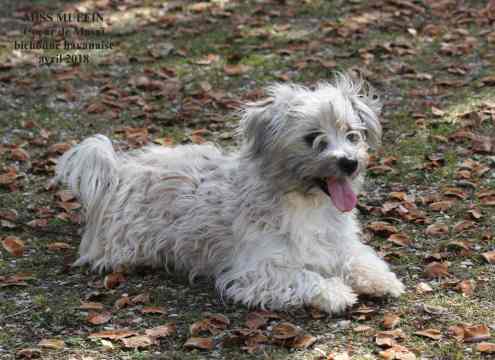 Miss muffin Coeur De Masai
