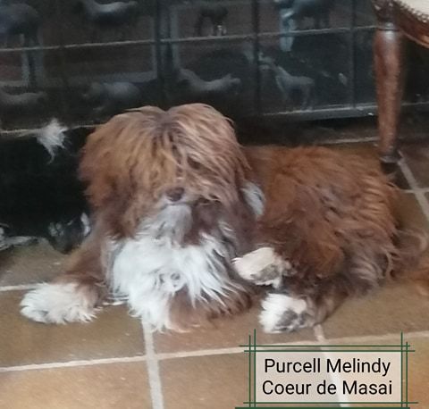 CH. Purcell melindy Coeur de masaï