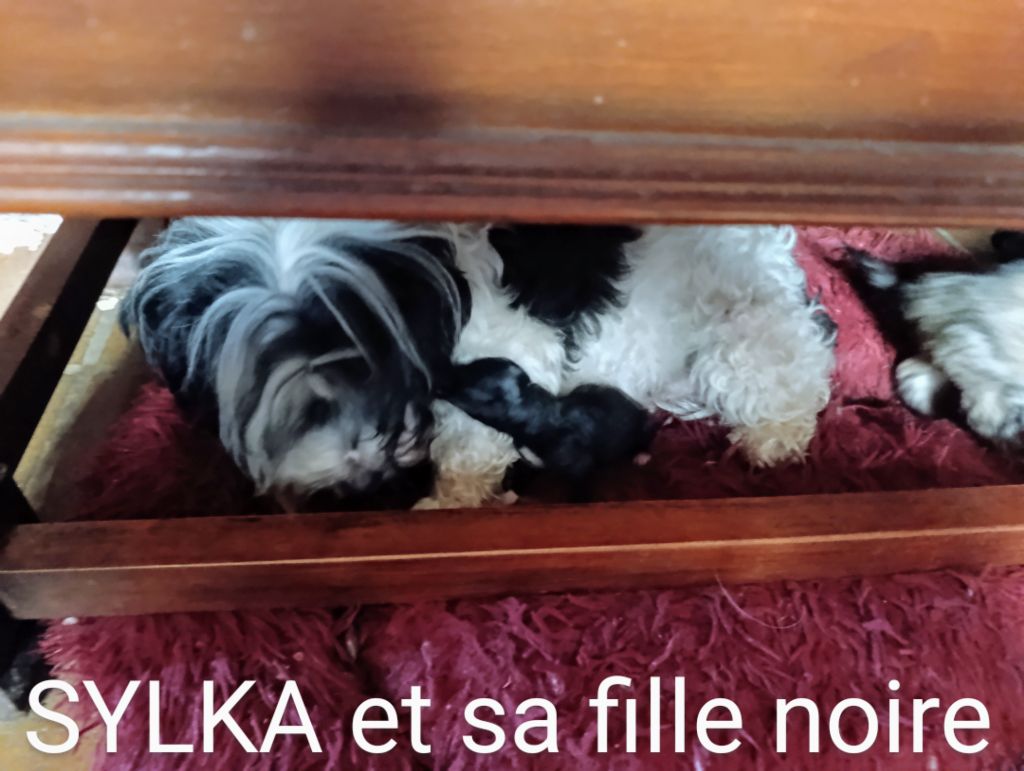 Tannersya sylka Coeur de masaï