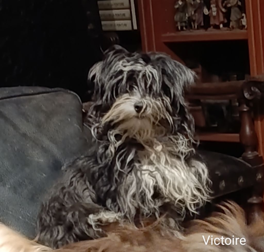 Victoire comanche Coeur De Masai