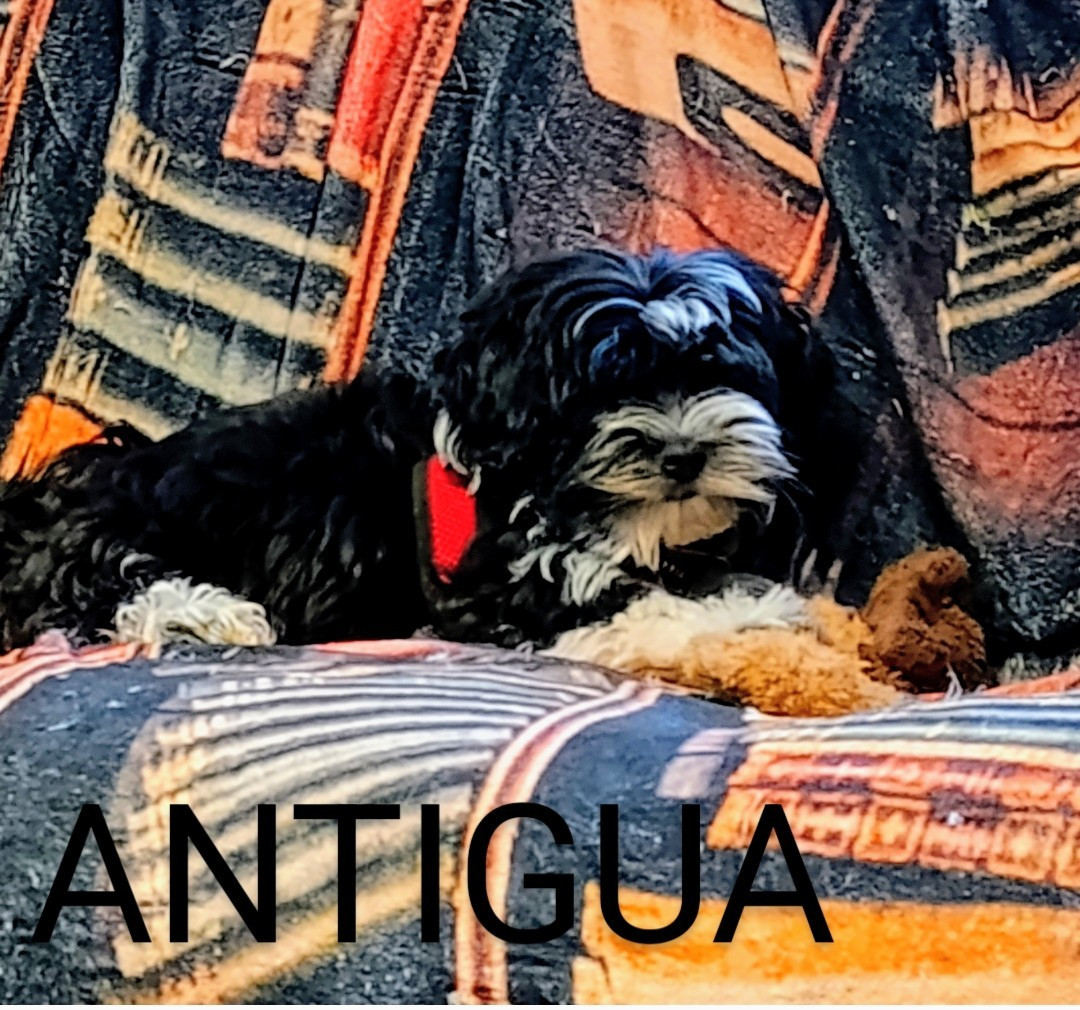 ANTIGUA FRENCH POLKA Coeur De Masai