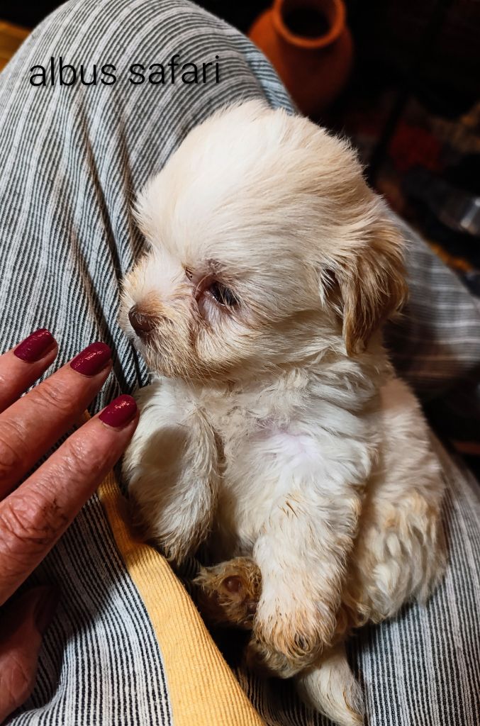 Coeur De Masai - Chiots disponibles - Bichon Havanais