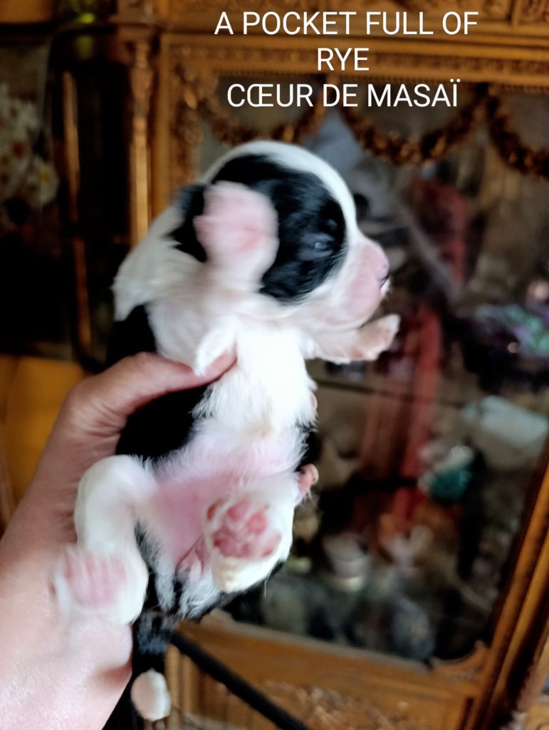 Coeur de masaï - Chiots disponibles - Bichon Havanais
