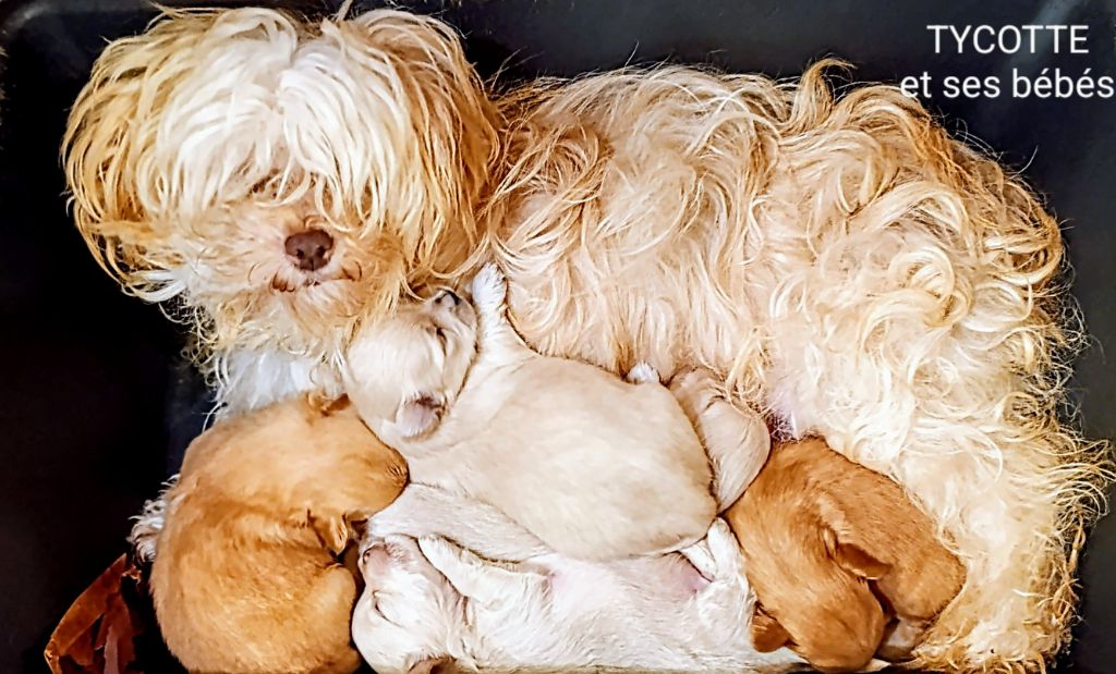 Chiot Bichon Havanais Coeur De Masai