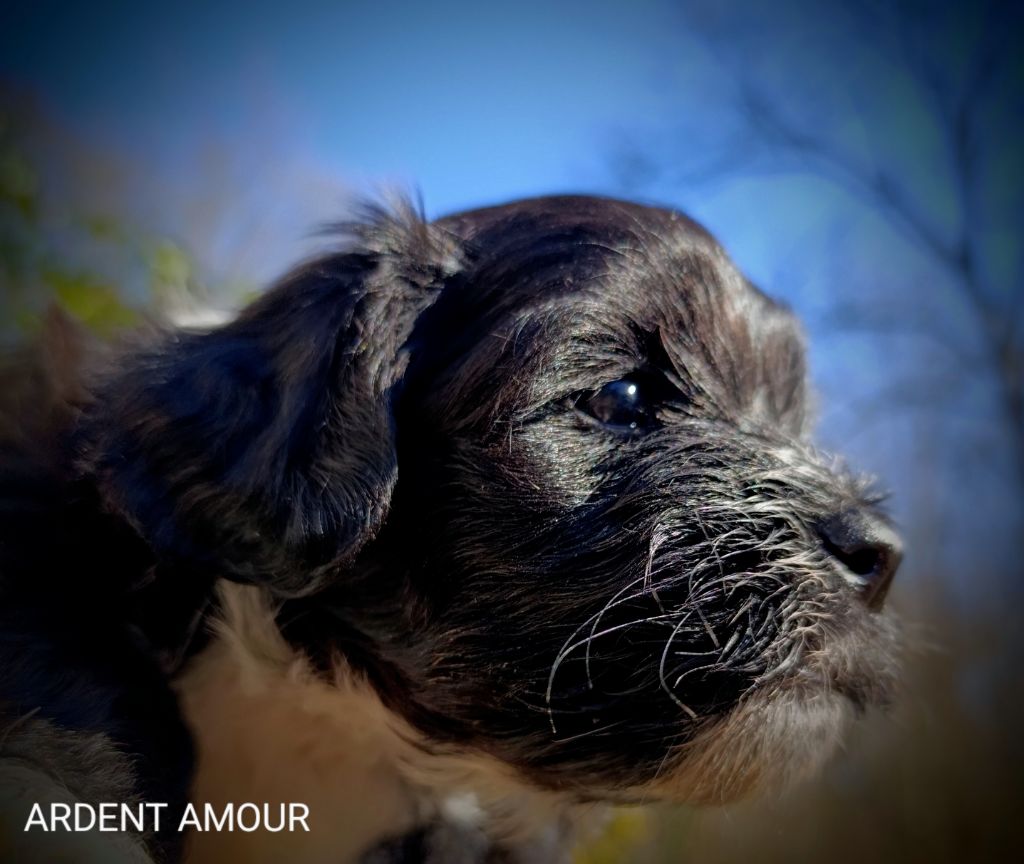 Coeur de masaï - Chiots disponibles - Bichon Havanais