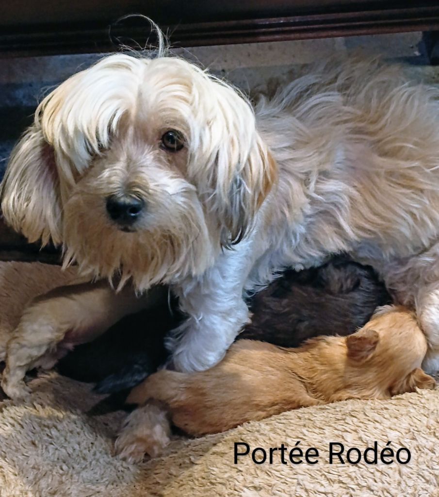 Chiot Bichon Havanais Coeur De Masai