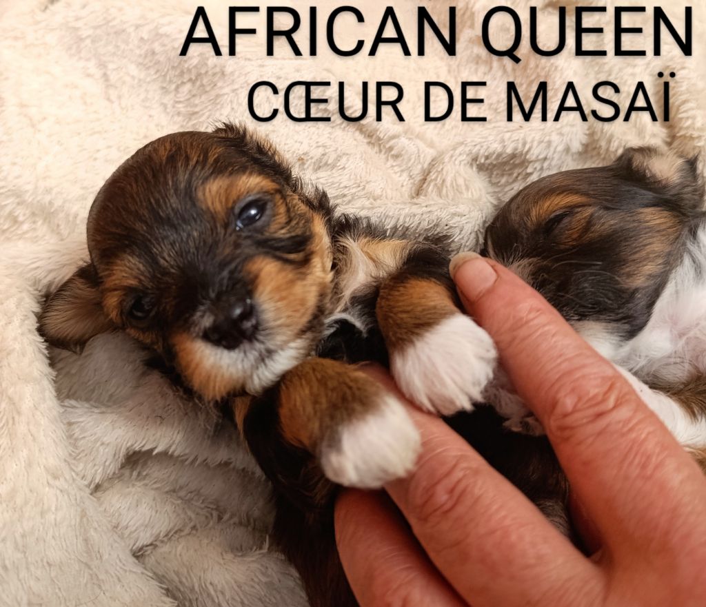 Coeur De Masai - Chiots disponibles - Bichon Havanais