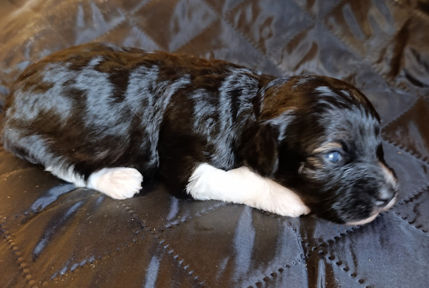 Coeur De Masai - Chiots disponibles - Bichon Havanais