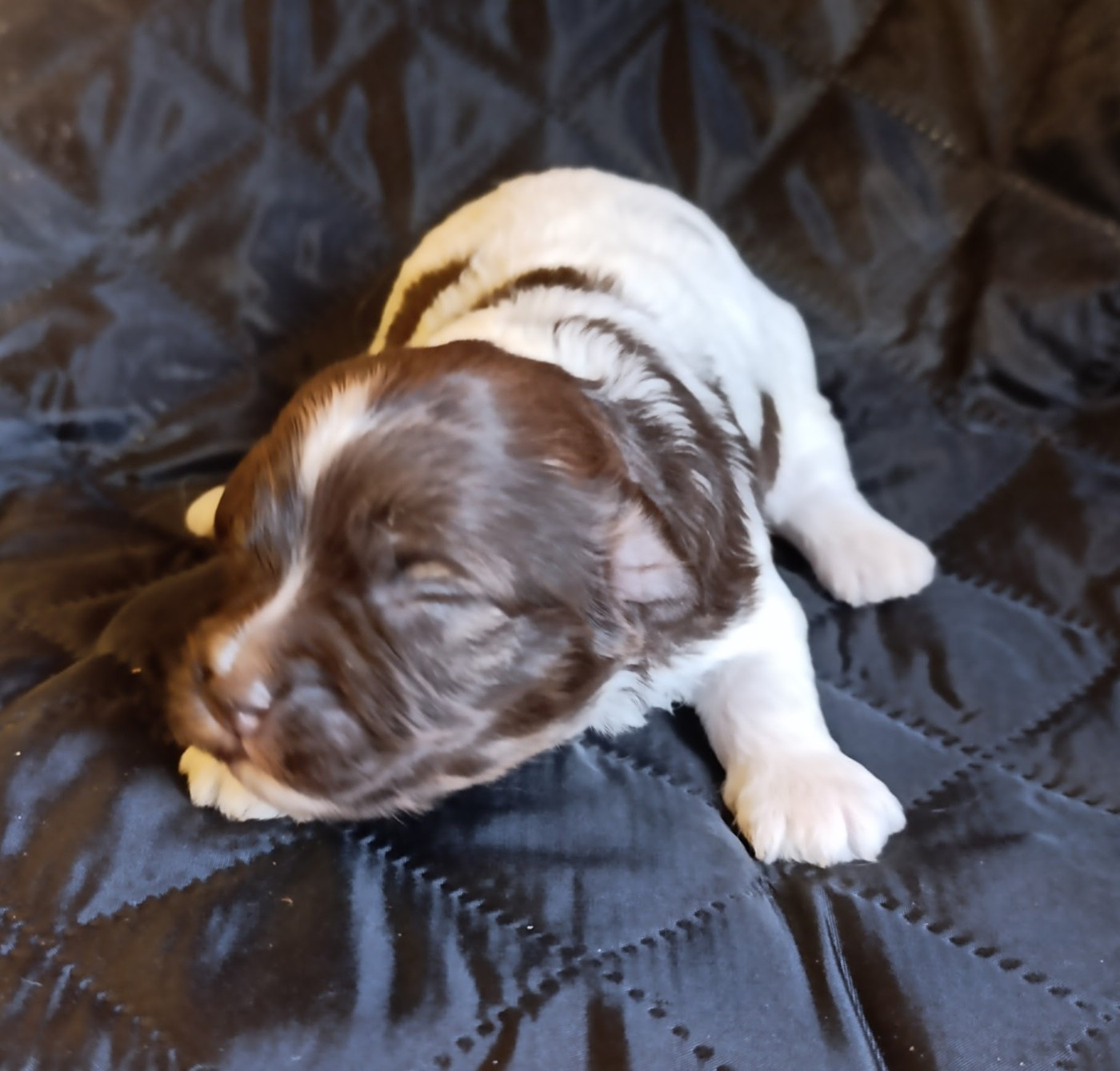 Coeur De Masai - Chiots disponibles - Bichon Havanais