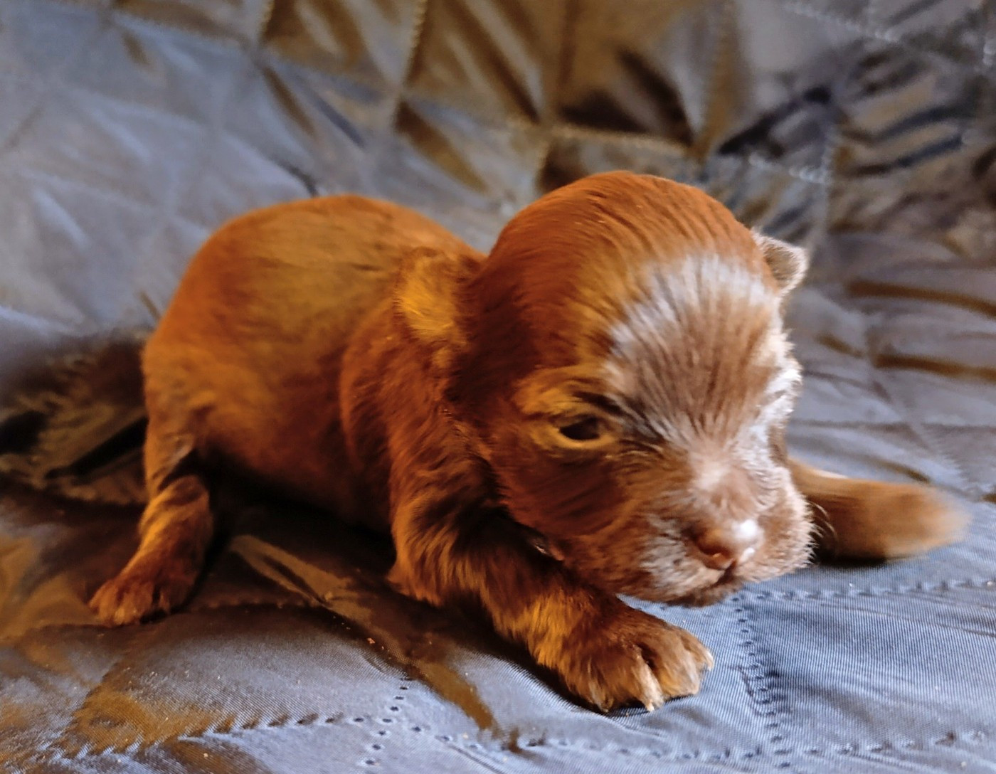 Coeur De Masai - Chiots disponibles - Bichon Havanais