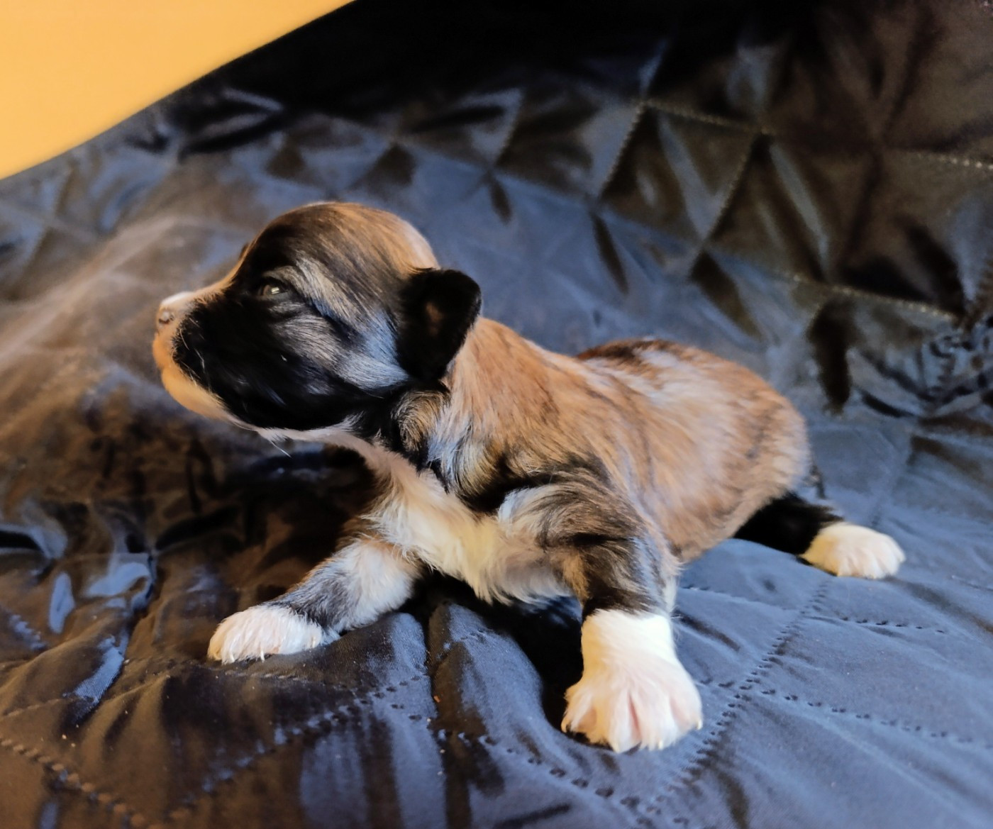 Coeur De Masai - Chiots disponibles - Bichon Havanais