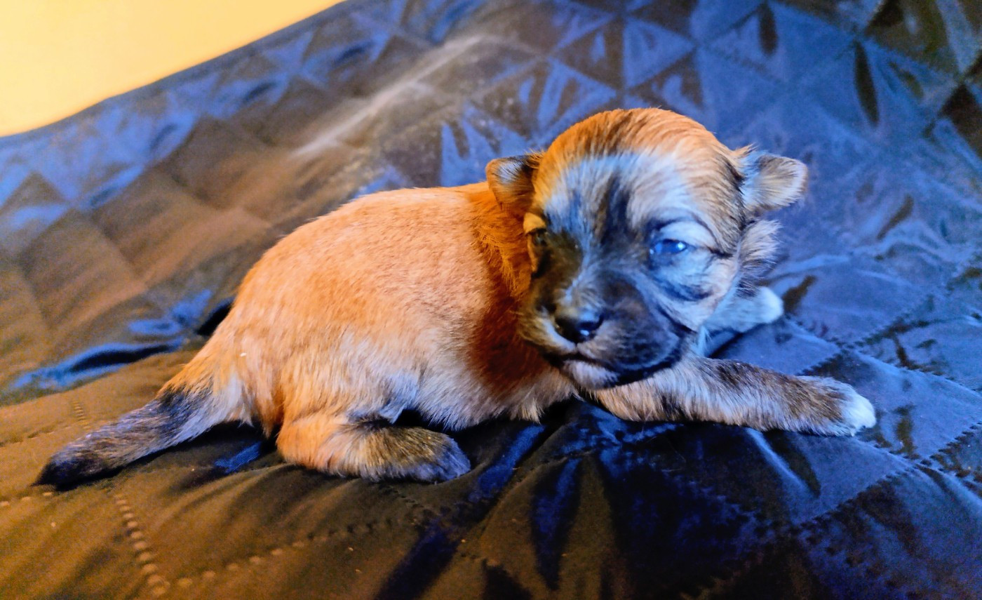 Coeur De Masai - Chiots disponibles - Bichon Havanais