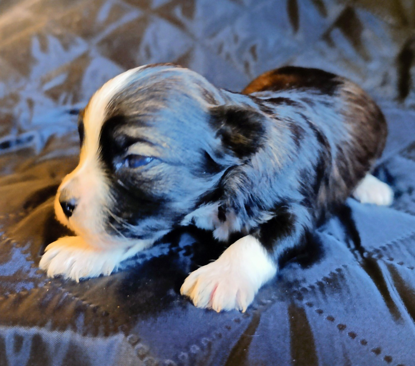 Coeur De Masai - Chiots disponibles - Bichon Havanais