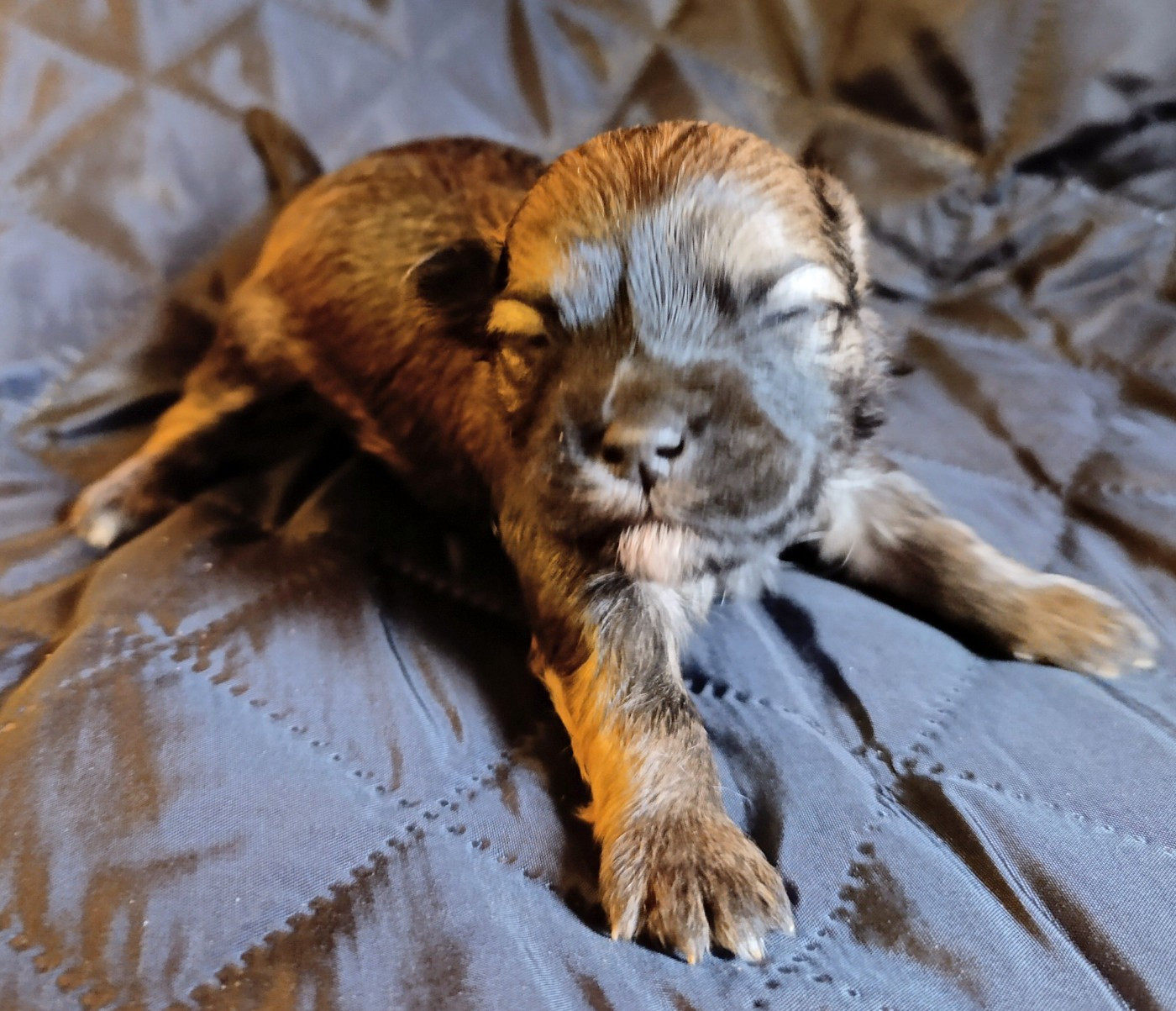 Coeur De Masai - Chiots disponibles - Bichon Havanais