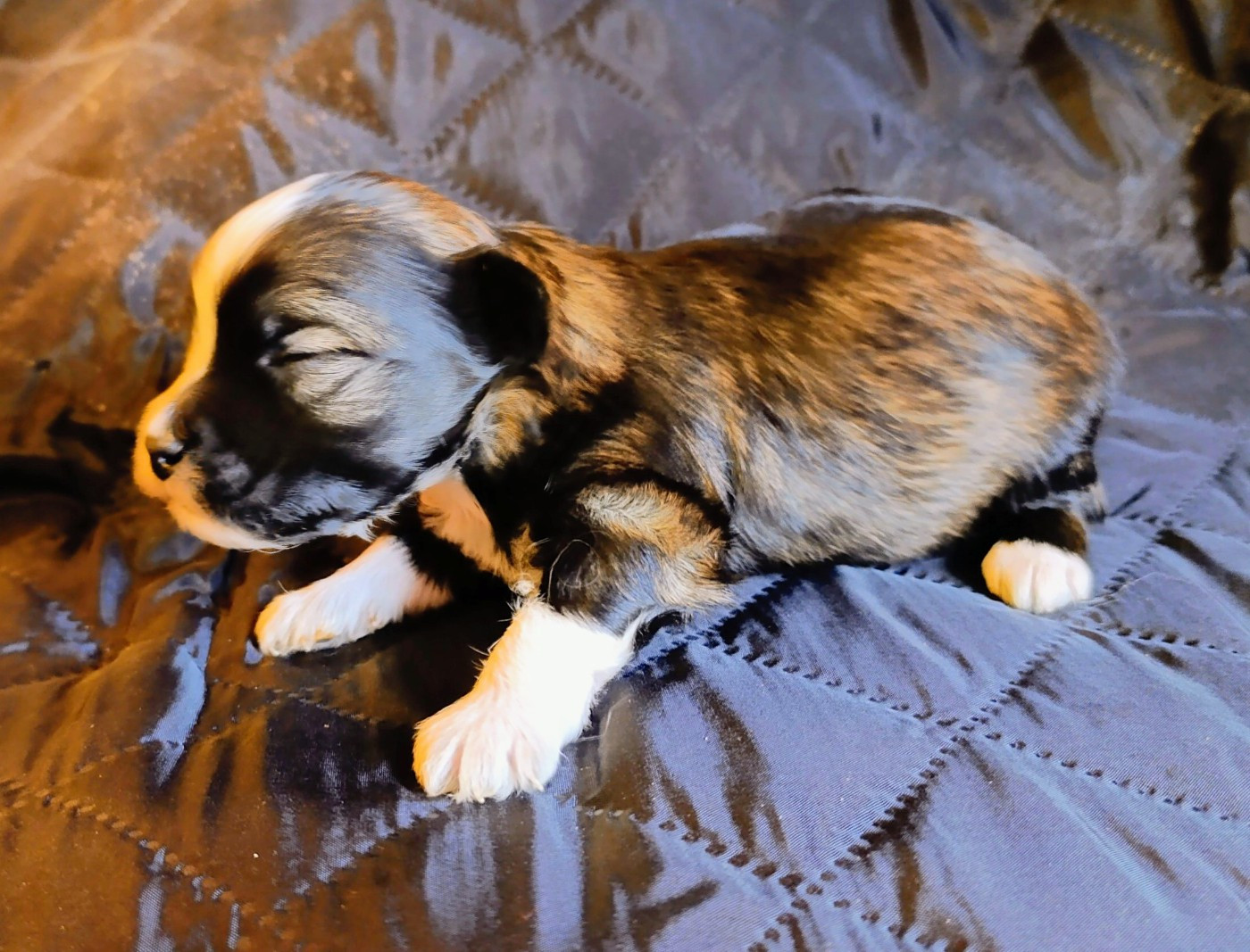 Coeur De Masai - Chiots disponibles - Bichon Havanais