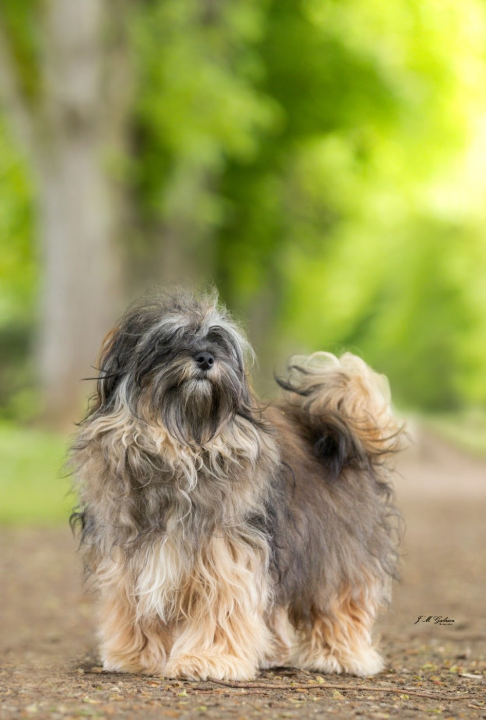 Chiot Bichon Havanais Coeur De Masai
