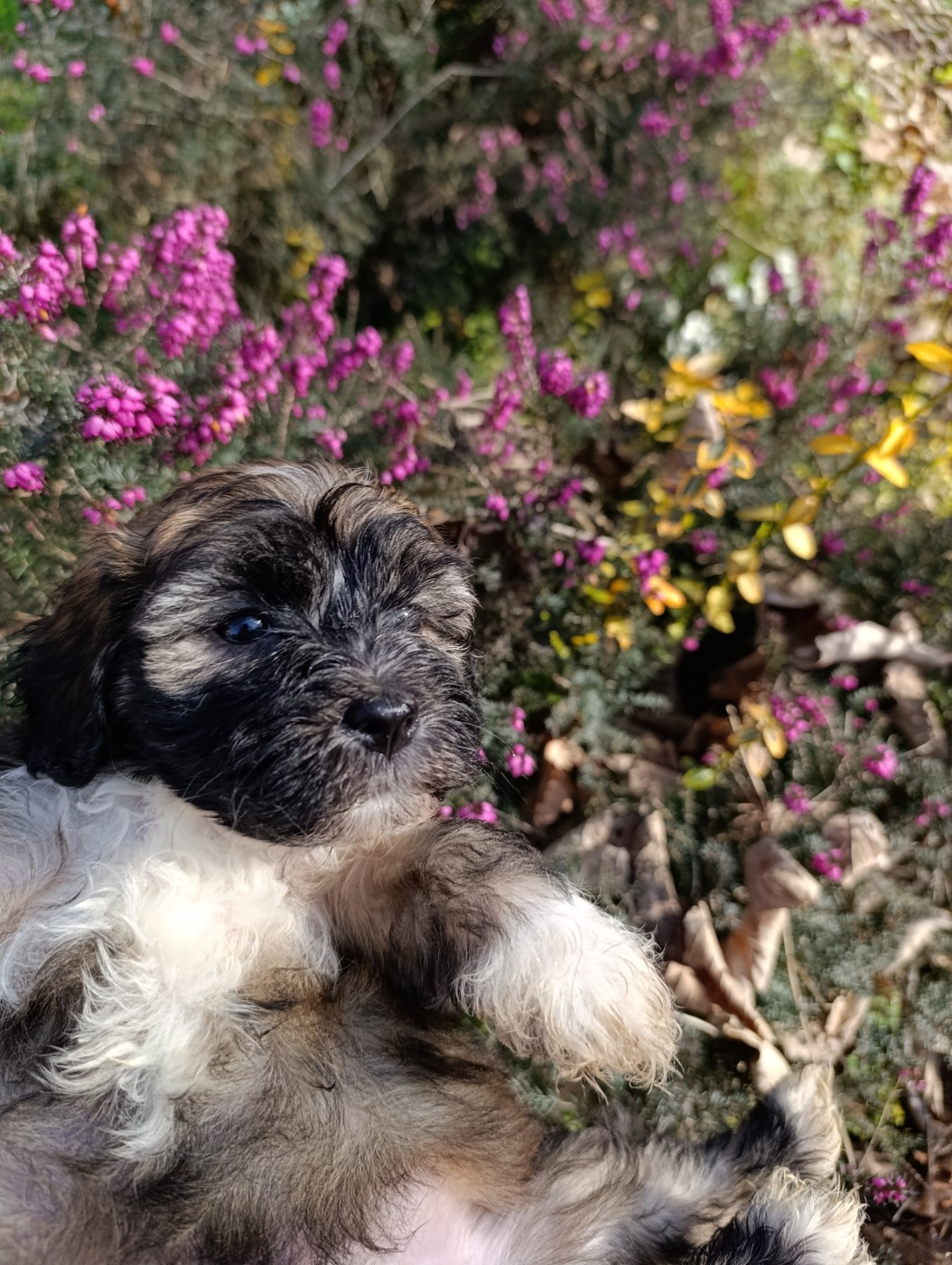 Coeur De Masai - Chiots disponibles - Bichon Havanais