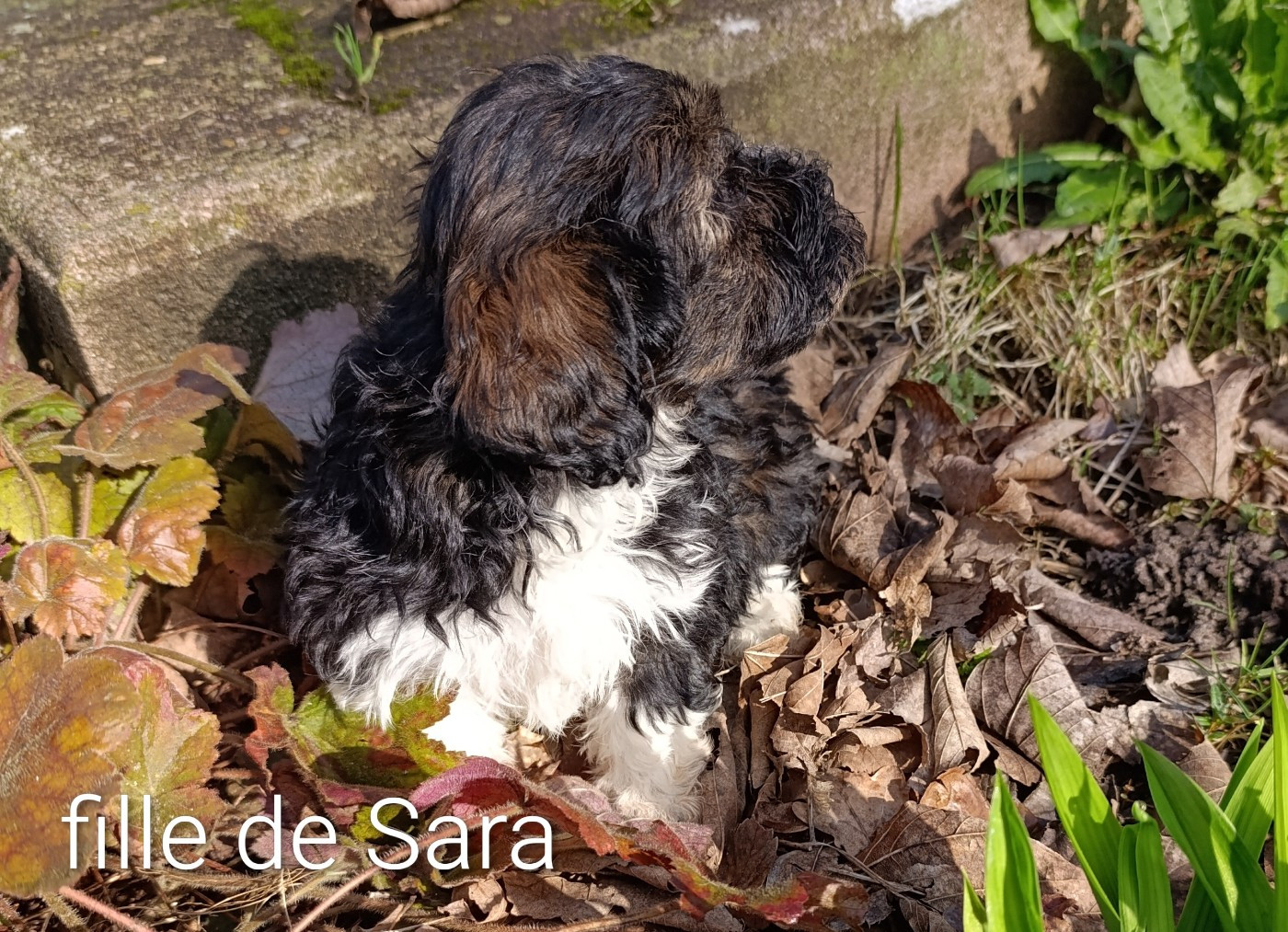 Coeur De Masai - Chiots disponibles - Bichon Havanais
