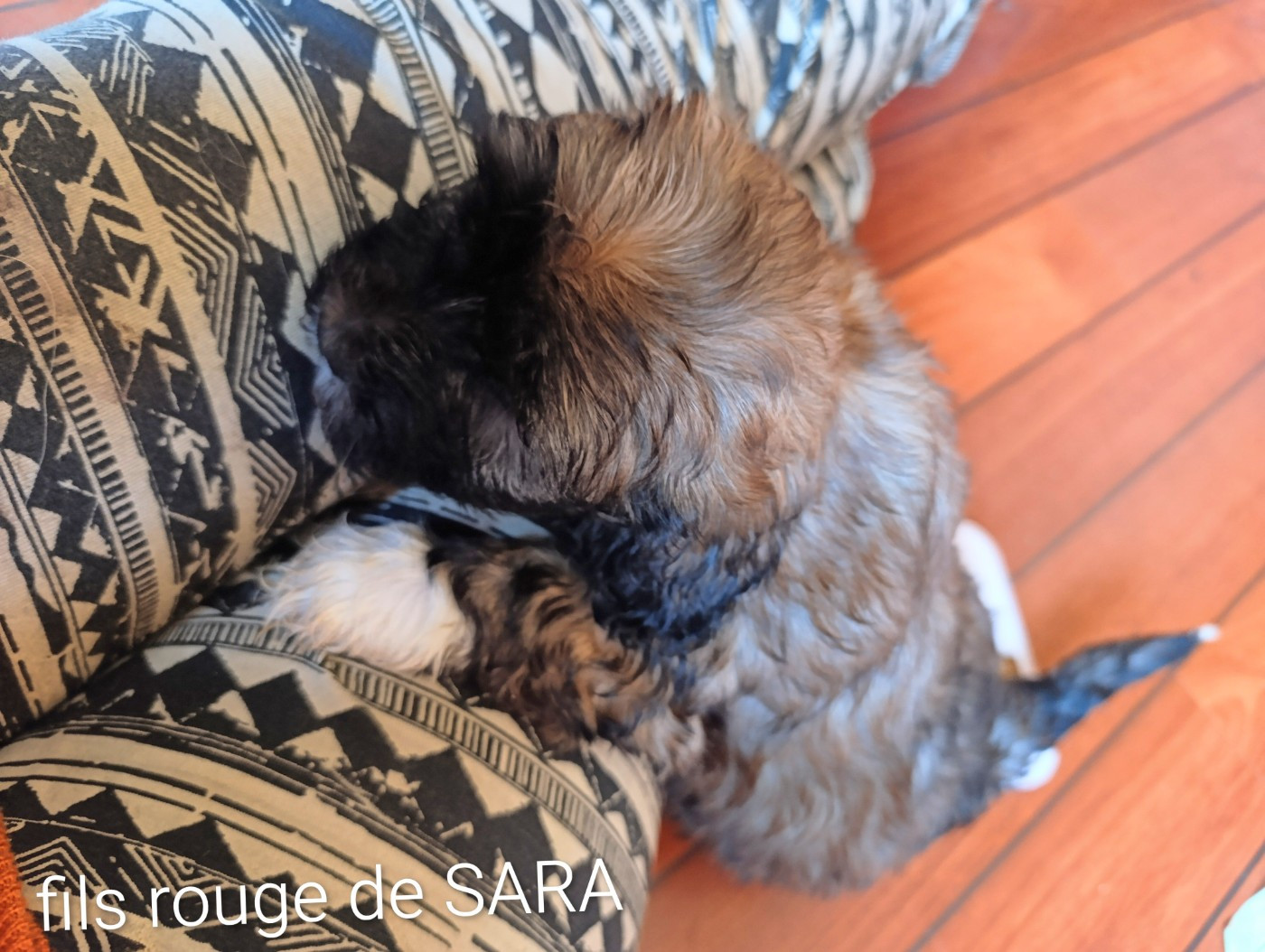 Coeur De Masai - Chiots disponibles - Bichon Havanais