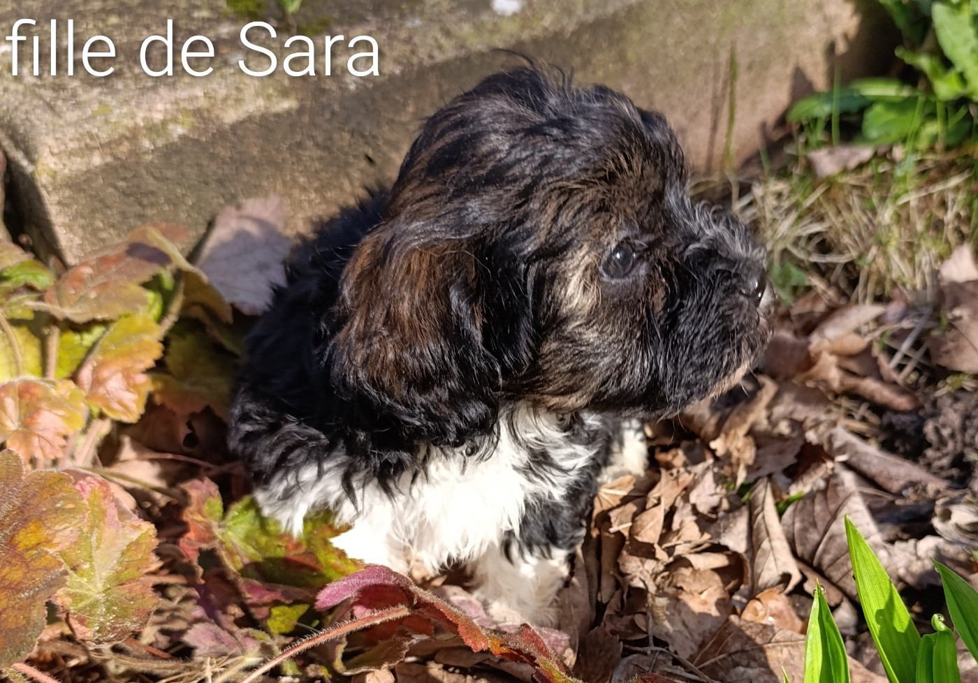 Coeur De Masai - Bichon Havanais - Portée née le 15/01/2026