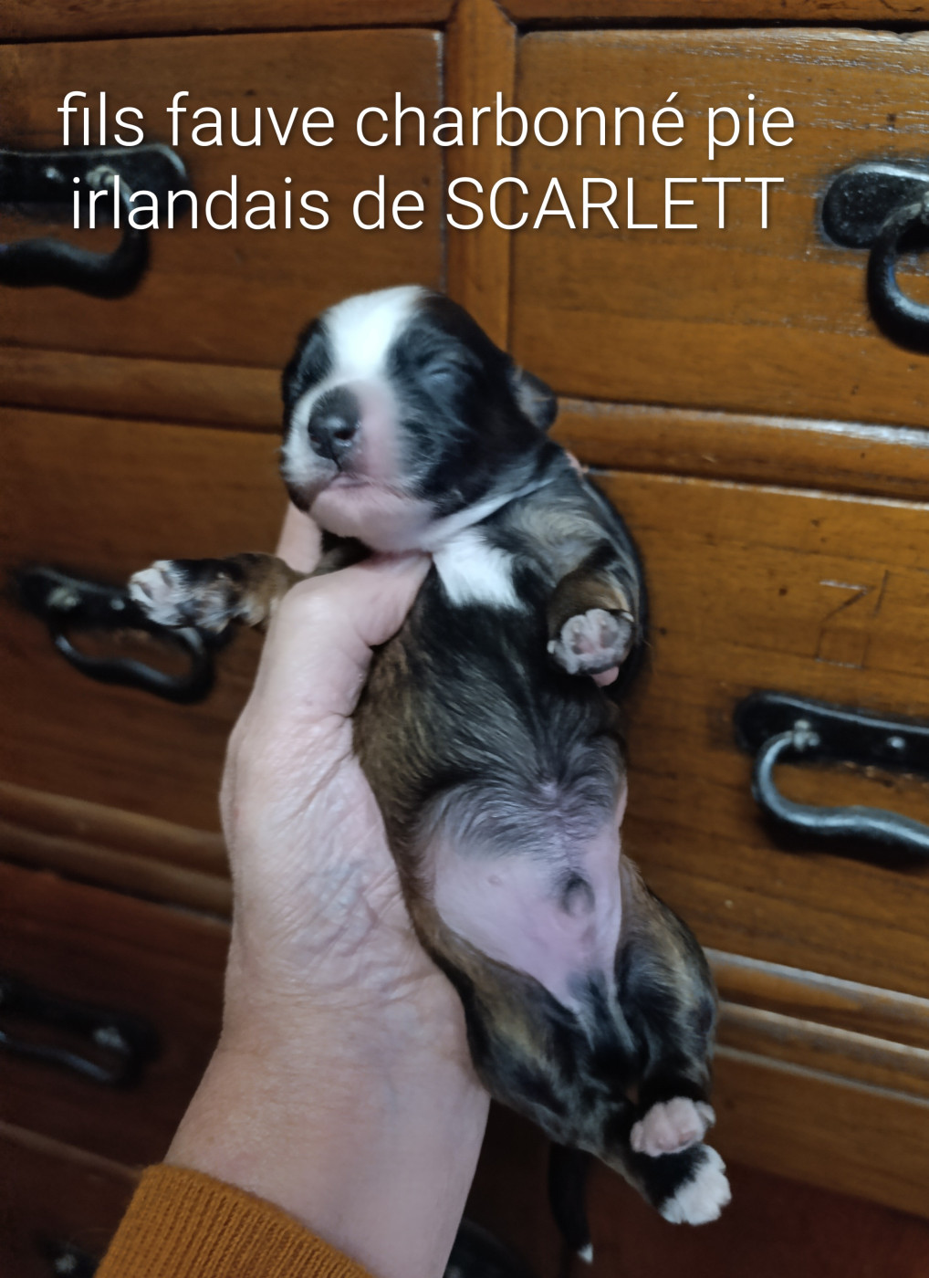 Coeur De Masai - Chiots disponibles - Bichon Havanais