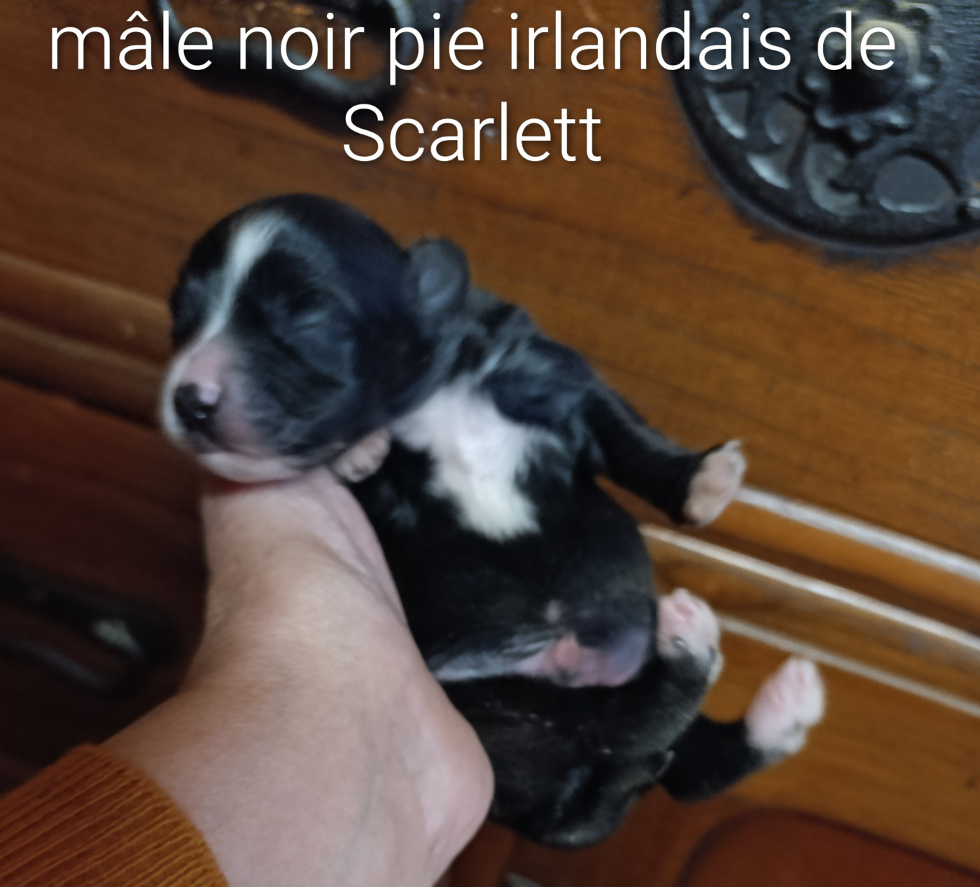 Coeur De Masai - Chiots disponibles - Bichon Havanais