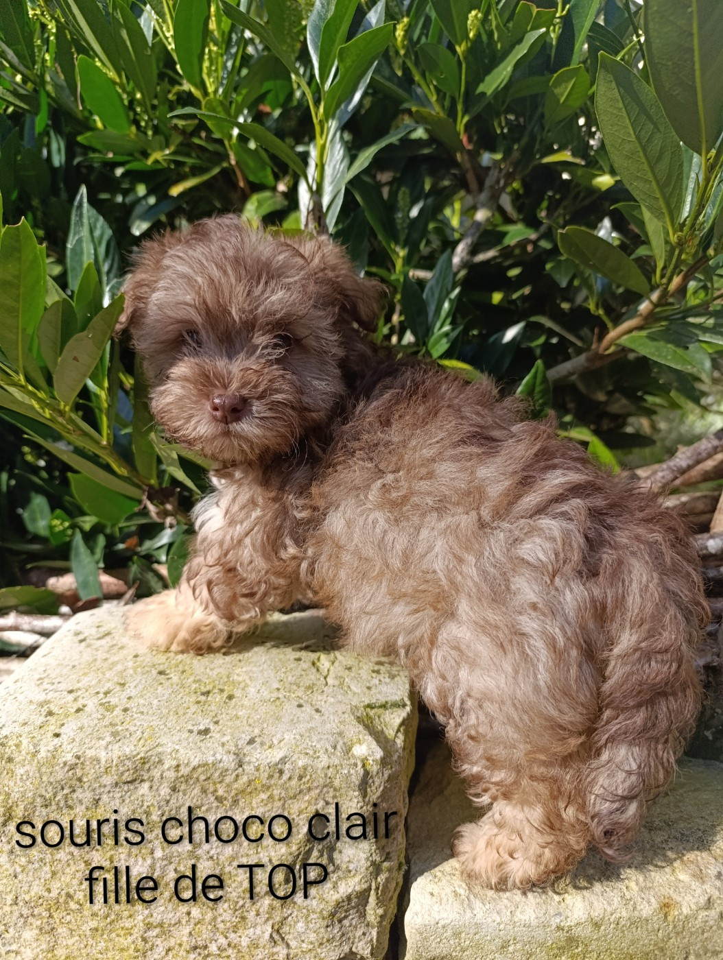 Coeur De Masai - Chiots disponibles - Bichon Havanais