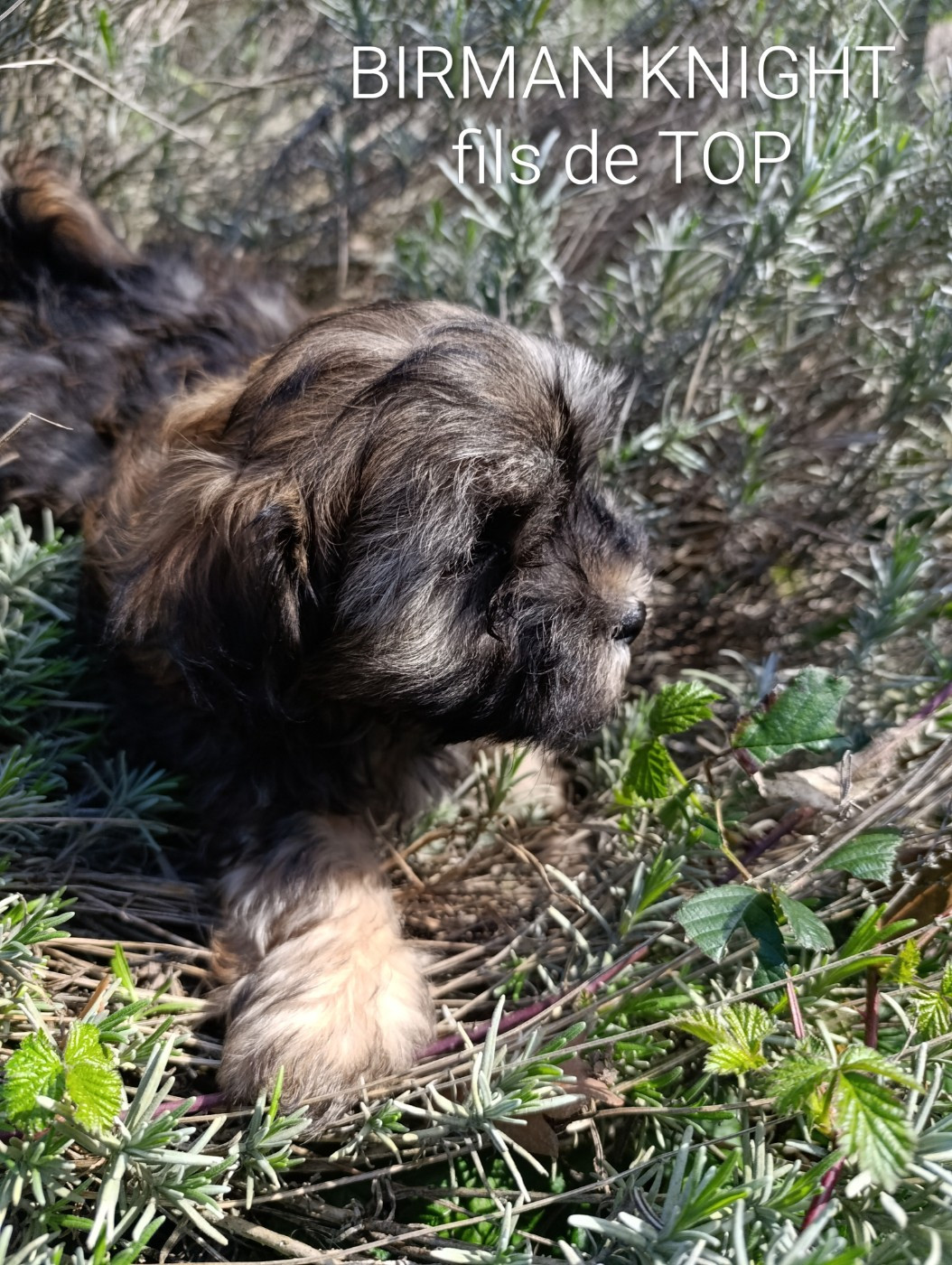 Coeur De Masai - Chiots disponibles - Bichon Havanais