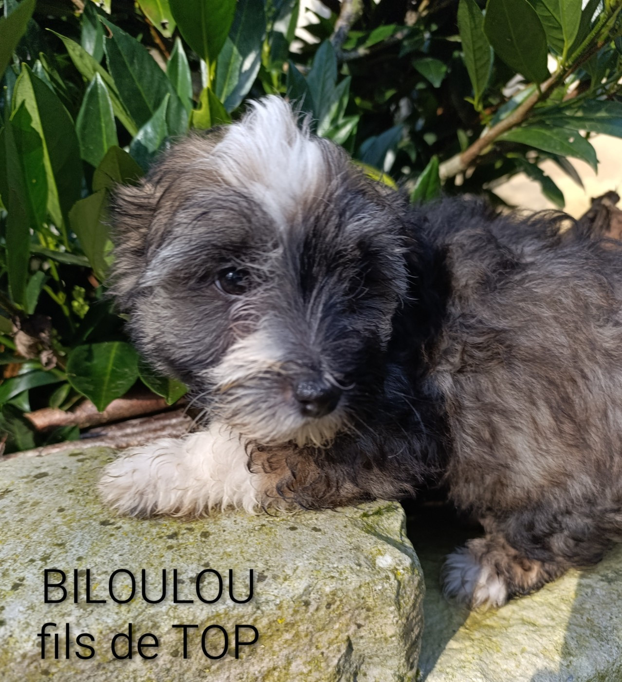 Coeur De Masai - Chiots disponibles - Bichon Havanais