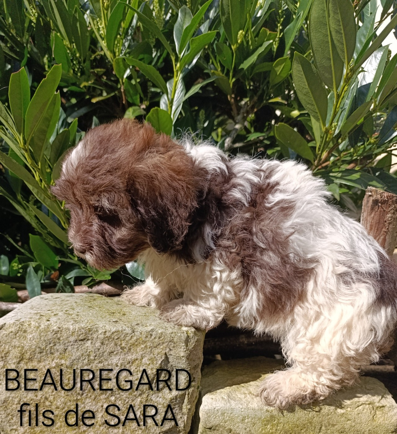 Coeur De Masai - Chiots disponibles - Bichon Havanais
