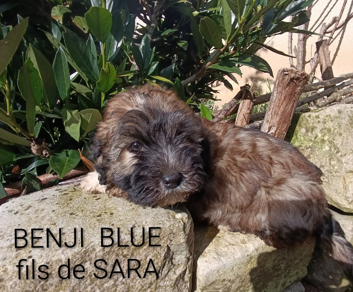 Coeur De Masai - Chiots disponibles - Bichon Havanais