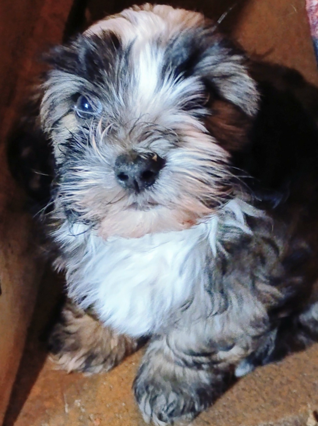 Coeur De Masai - Chiots disponibles - Bichon Havanais
