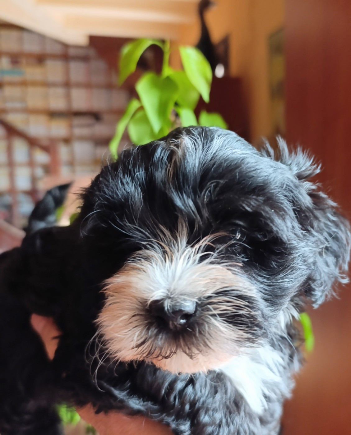 Coeur De Masai - Chiots disponibles - Bichon Havanais