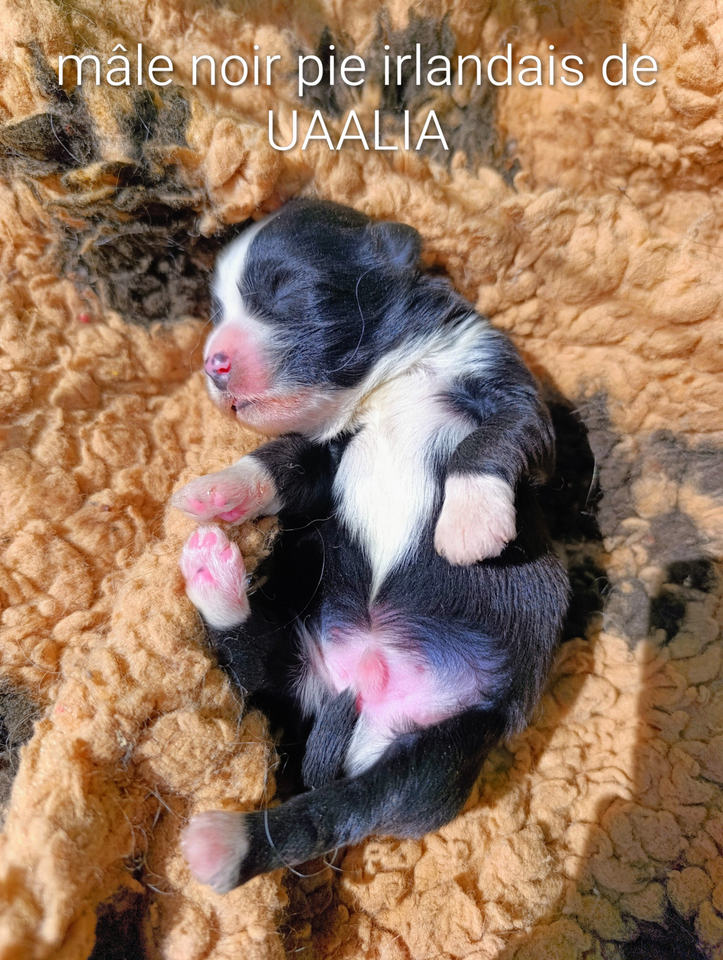 Coeur De Masai - Chiots disponibles - Bichon Havanais
