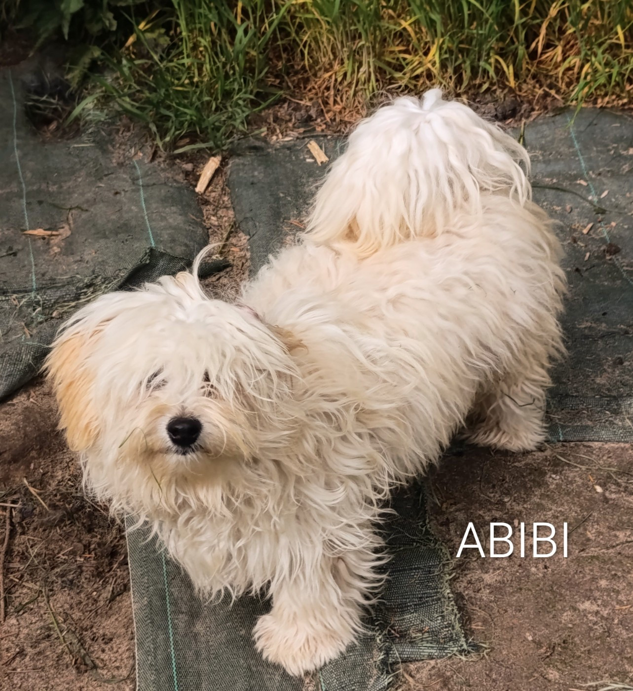 Coeur De Masai - Chiots disponibles - Bichon Havanais
