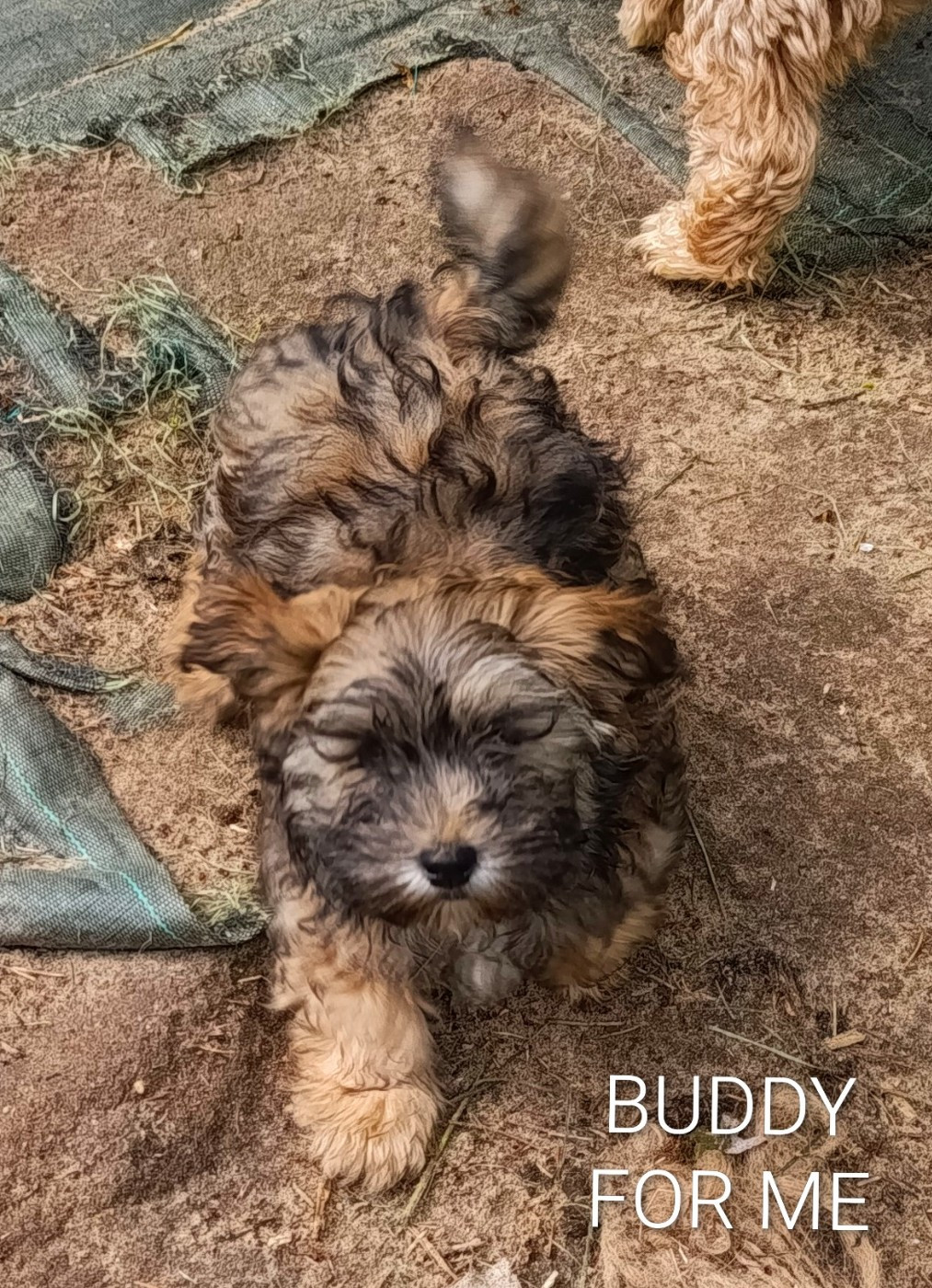 Coeur De Masai - Chiots disponibles - Bichon Havanais