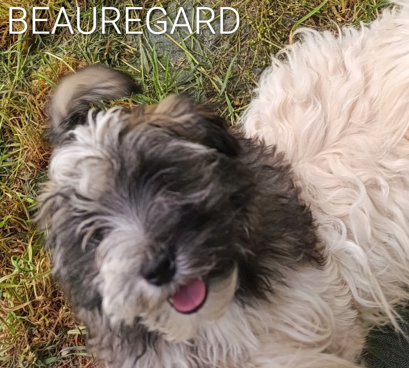 Coeur De Masai - Chiots disponibles - Bichon Havanais