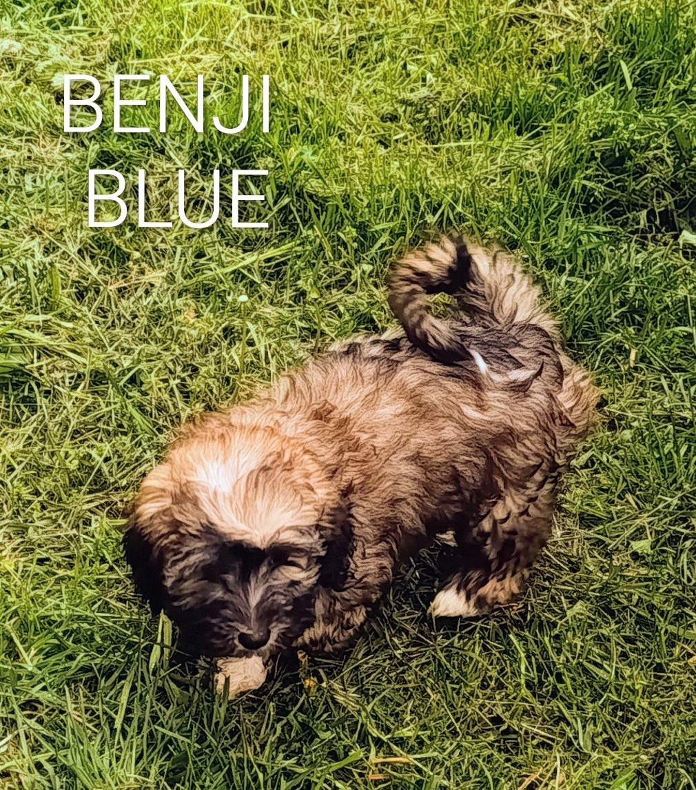 Coeur De Masai - Chiots disponibles - Bichon Havanais