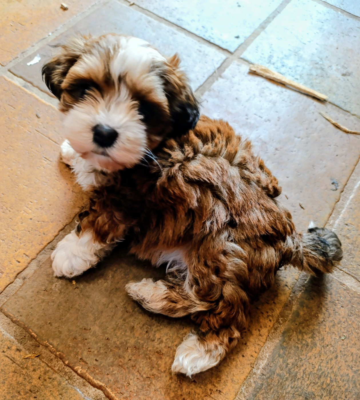 Coeur De Masai - Chiots disponibles - Bichon Havanais