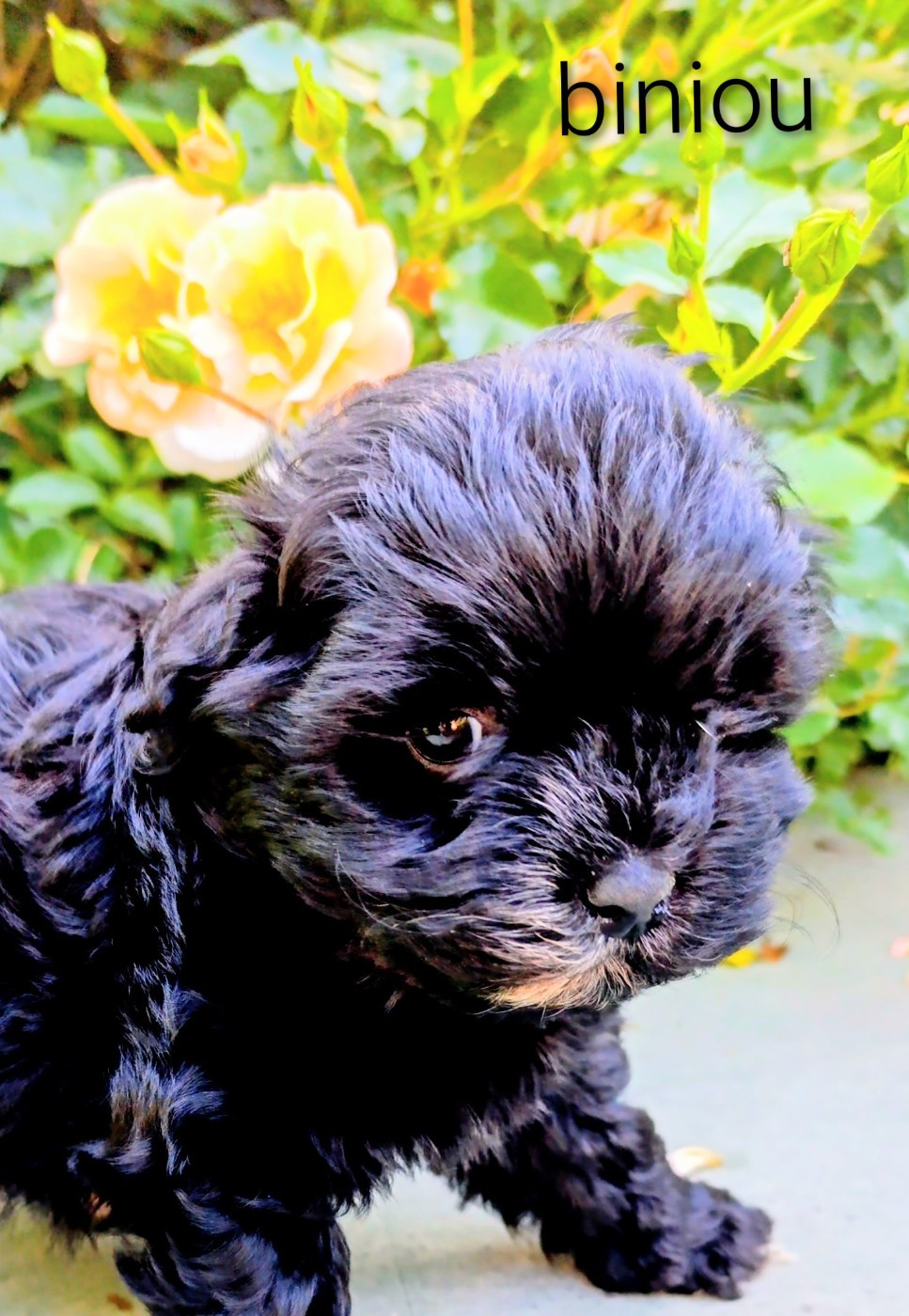 Coeur De Masai - Chiots disponibles - Bichon Havanais